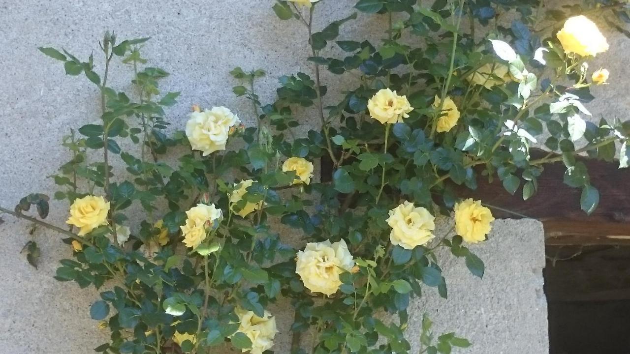 Levice B&B Barbaia المظهر الخارجي الصورة